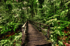 Rain Forest Walk