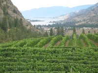 vineyards with lake